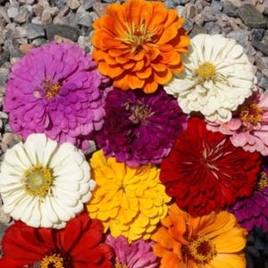 Zinnia Seeds Mix – 3,000+ Bulk Garden Flower Seeds