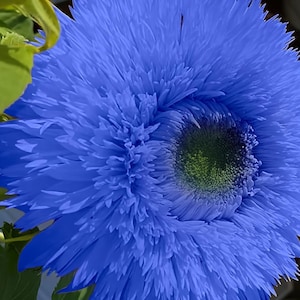 50pcs Blue Teddy Bear Sunflower Flower Seeds