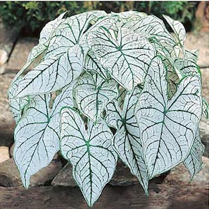 Dwarf Candidum Jr. Caladium Bulbs White Foliage