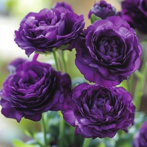 Lisianthus Flower Seeds: 300+ Eustoma Non-GMO Perennial Cut Flowers