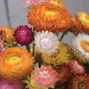 Tall Mixed Strawflower Seeds – 750 Bulk Annual Blooms