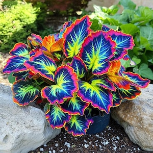 100 Rainbow Dragon Coleus Seeds – Shade Perennial Plant
