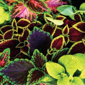Coleus Rainbow Mix Seeds: Colorful Garden Foliage - Heirloom Non-GMO