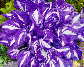 Black Red Hosta Seeds 400 Pcs - Shade-Loving Perennial Plant With Two-Tone Leaves For Garden Borders