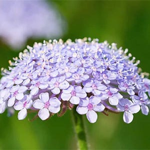 200 Blue Lace Flower Seeds Didiscus Caeruleus Heirloom Annual