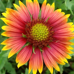 Indian Blanket Flower Seeds – 1000+ Gaillardia Pulchella
