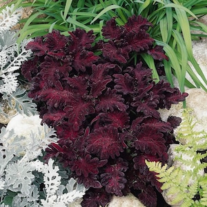 200 Black Dragon Coleus Seeds – Vibrant Annual Shade Plant