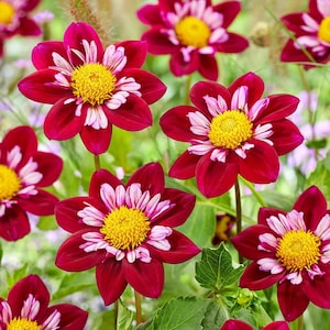 300+ Dahlia Dandy Seeds Mixed Colors Non-GMO