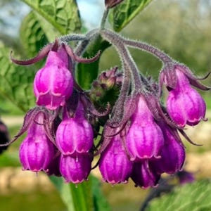 Comfrey Seeds Symphytum officinale Non-GMO