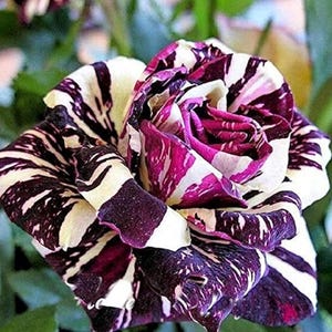 20 Black Dragon Rose Seeds – Rare Ornamental Bush