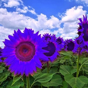Purple Sunflower Seeds 25Pcs Ornamental Non-GMO Garden Flowers