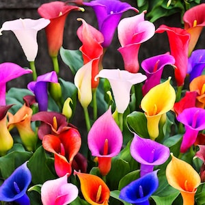 100 Calla Lily Seeds – Mixed Color Perennial Blooms
