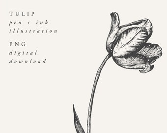 Tulpe Botanische Illustration: Schwarze Tinte Floral Clipart (PNG Digital Download)