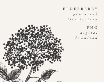 May include: Black and white pen and ink illustration of elderberry branches with berries. The image is labeled "ELDERBERRY pen + ink illustration PNG digital download".