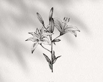 Illustrazione botanica di giglio: clipart floreale in inchiostro nero (download digitale PNG)