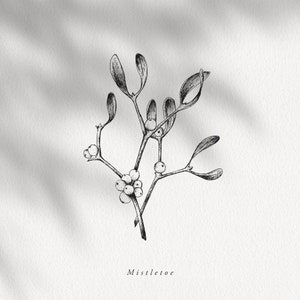 Op de afbeelding: Een zwart-witte lijntekening van mistletoe met bessen. De tekening is op een witte achtergrond en de tekst "Mistletoe" staat onder de tekening.