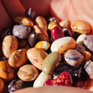 Heirloom Bean Seed Variety Pack