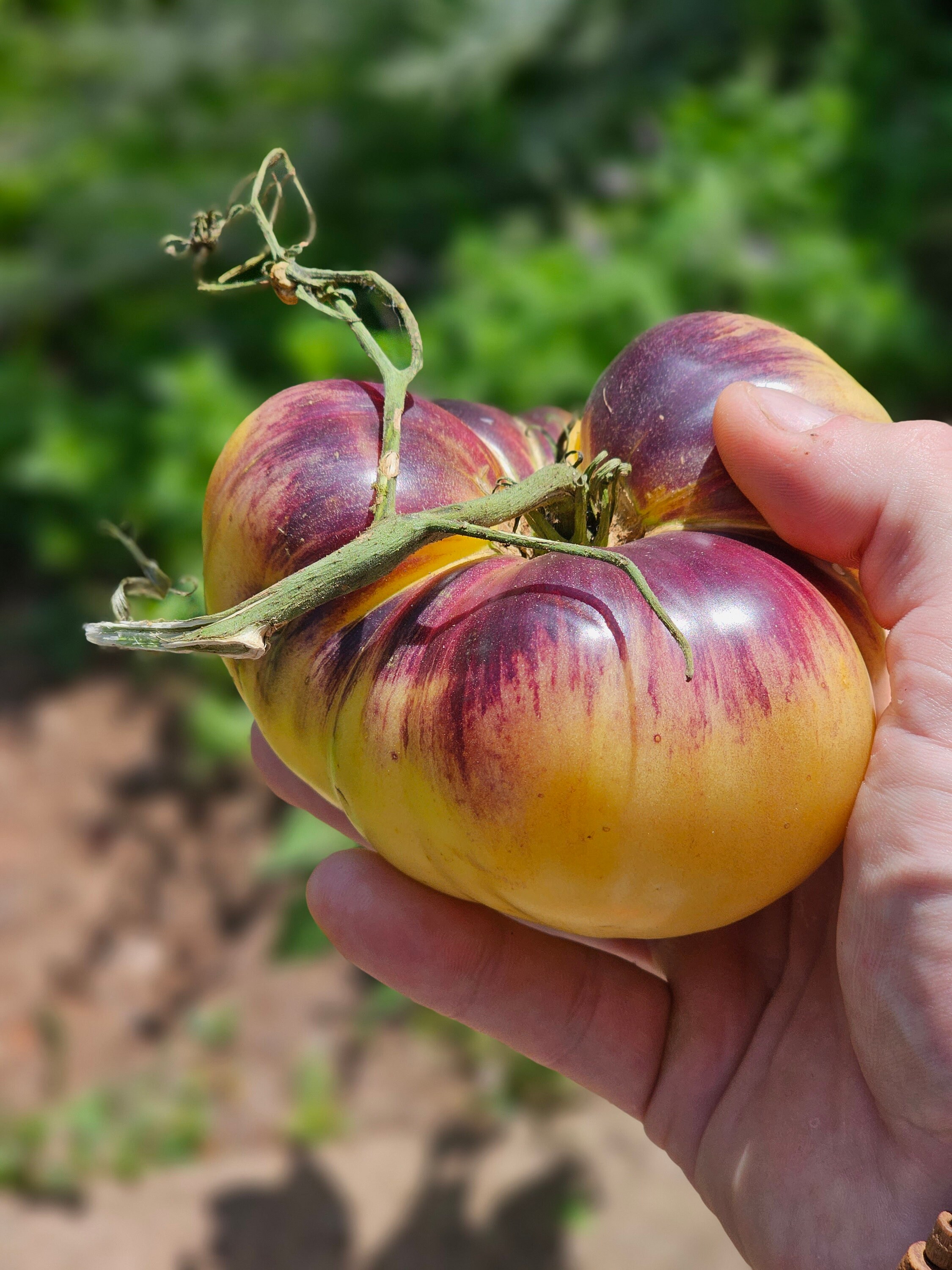 Sart Roloise Heirloom Tomato Seeds. - Etsy