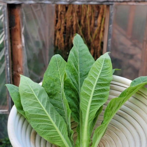 Walkers Tobacco Seeds. Nicotiana tabacum