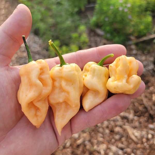 Peach Ranger Super Hot Pepper Seeds.