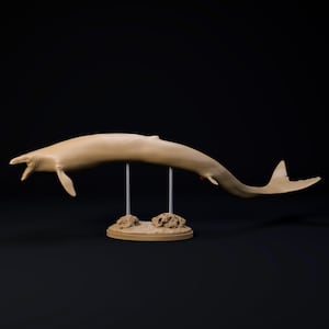 Basilosaurus 1:35 Modell - Außergewöhnliche 3D Miniatur Miniatur | Dinosaurier, Urzeit-Wal