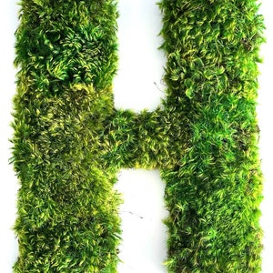 Moss Letters, Preserved Mood Moss, Moss Logo, Moss Art, Mood Moss Letters, Moss Word, Moss Sign, Moss Wall Decor, Dorm Decor, Back to School