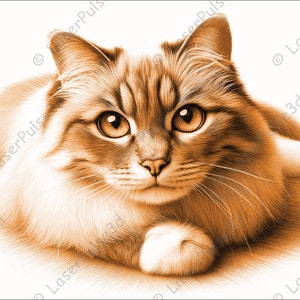 Birman Cat Laser Engrave Image | Laser Burn PNG File | 3D Laser Ready File | High Resolution Photo | 3D Illusion Graphics