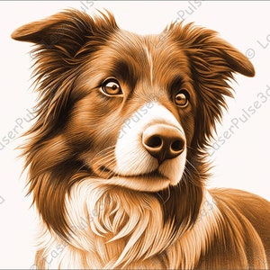 May include: A brown and white border collie dog with a white chest and white paws. The dog has brown eyes and a brown nose. The dog is looking up and to the right. The background is white.