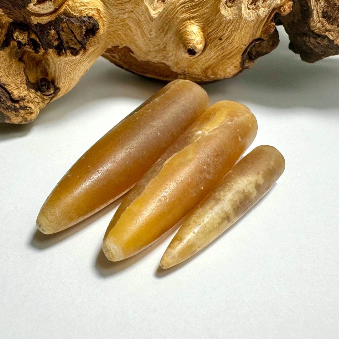 Belemnite Fossil Devil Finger, 3 Set of Rare Gift for Collection From ...