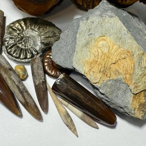 Conjunto de 12 fósiles de belemnita y amonita portugueses, colección de especímenes minerales naturales.