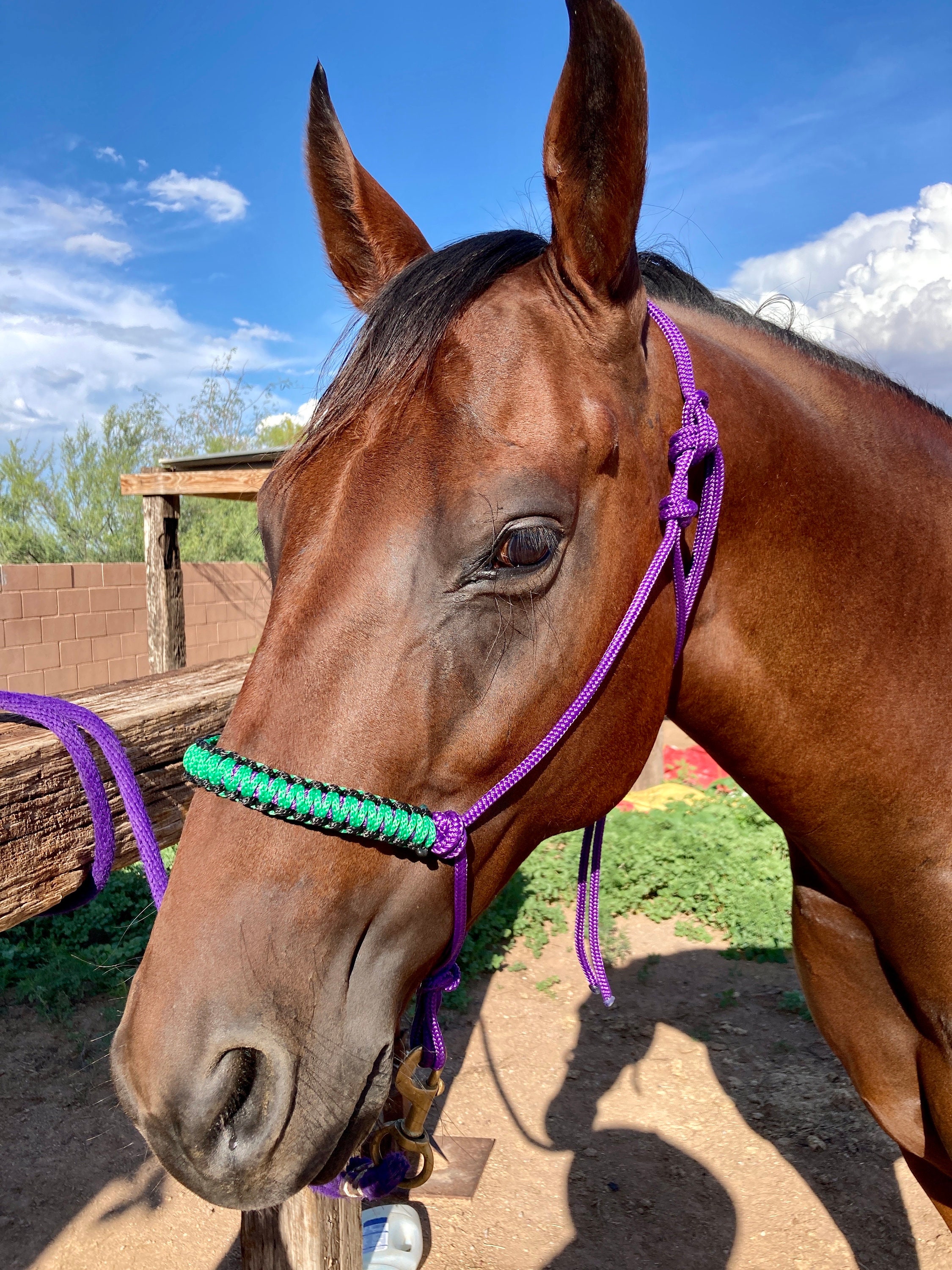 Rope Halters W/ Lead Custom Noseband - Etsy