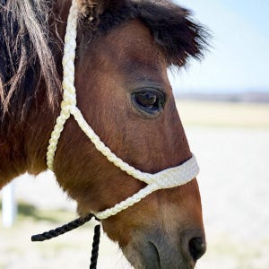 Cabestros de cinta para mulas mini/potro con línea de guía a juego - Colores surtidos