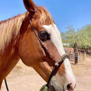 Puede incluir: Primer plano de un caballo marrón y blanco con un cabezada de cuero y cuerda. El caballo está mirando hacia la derecha del encuadre. El caballo está de pie en un lote de tierra con un cielo azul en el fondo.