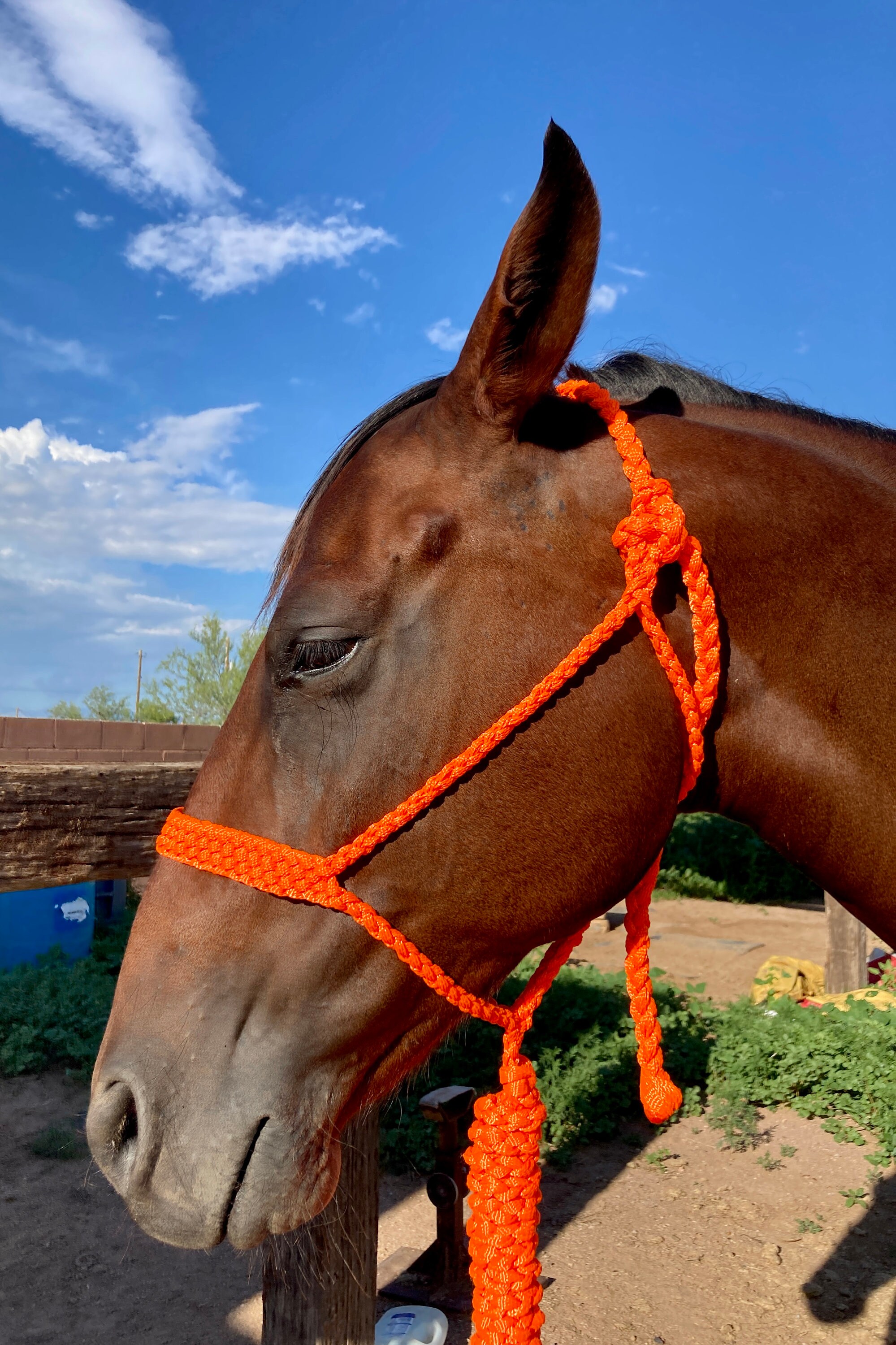 Mule Tape Halters W/ Lead Assorted Colors Newborn/foal/mini/yearling