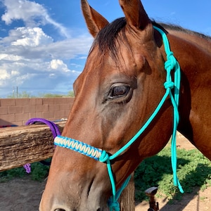 Teal Rope Halter w/ Lead - Tan and Blue Noseband - Average Size
