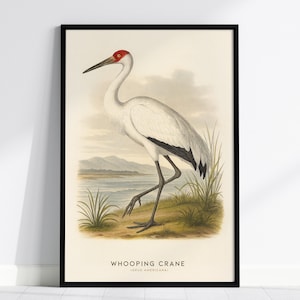 Singkranich Print: Vintage Audubon Style Naturalist Art