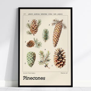 Kiefernzapfen Vintage Stil Wissenschaftliche Illustration Gerahmtes Poster, Kiefer Wand Kunst Wald Druck Berg Haus Home Wald Hütte Natur Dekor