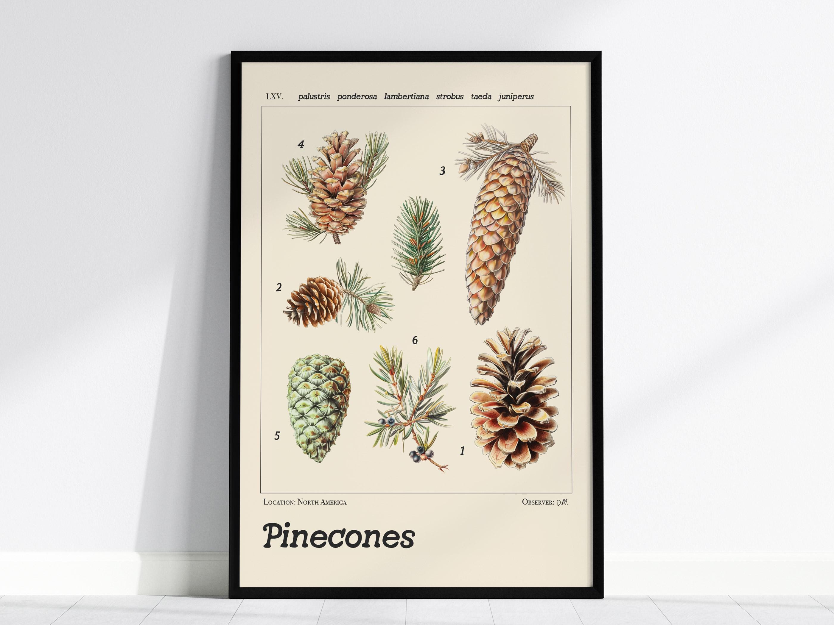 Pine Cone Scientific Illustration