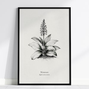 May include: A black and white botanical illustration of a Nirnroot plant with broad leaves and a central flowering stalk, framed in black. The text below the plant reads Nirnroot and Radix nirni auara in a clear, serif typeface.