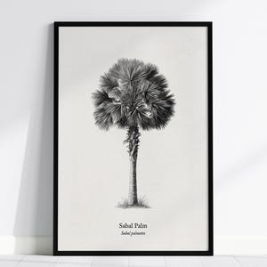 May include: Black and white Sabal Palm botanical print in a black frame. The detailed illustration depicts a palm tree with a textured trunk and a full, rounded crown of fronds. The text "Sabal Palm" and "Sabal palmetto" are printed at the bottom.