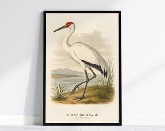Whooping Crane Print: Vintage Audubon Style Naturalist Art