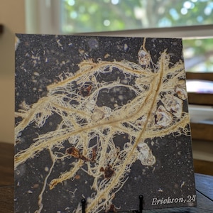 May include: A close-up image of a microscopic sample of a plant root system. The root system is a network of thin, white fibers that are intertwined and branching. The background is a dark gray color with small, white specks. The image is labeled "Erikson, 24" in the bottom right corner.