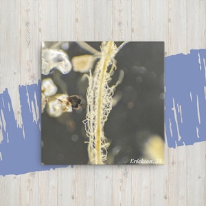 May include: A close-up image of a plant stem with delicate, white, hair-like fibers. The stem is light brown and the fibers are translucent. The background is a blurry, dark gray.