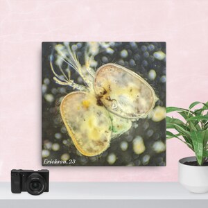 May include: Square canvas art print featuring a detailed microscopic image of two small, oval-shaped organisms with delicate appendages. The organisms are primarily yellow and tan, set against a dark background with small, light-colored spheres. The text "Erickson, 23" is visible.