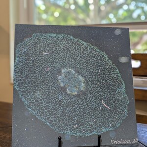 May include: A close-up of a cross-section of a plant stem, showing the intricate cellular structure. The image is printed on a gray background with a subtle texture. The artist's signature, "Erickson.24", is visible in the bottom right corner.
