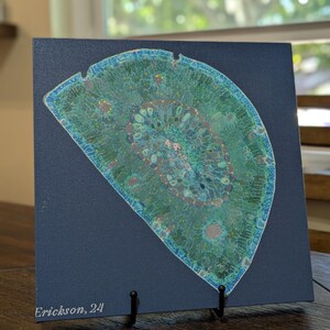 May include: A close-up of a green and blue cross-section of a plant stem, displayed on a dark blue background with a white signature that reads "Erickson, 24".