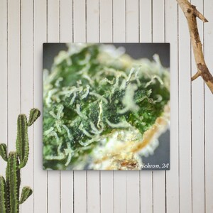 May include: Close-up of a green plant with white trichomes. The plant has a fuzzy texture and is covered in small, white hairs.