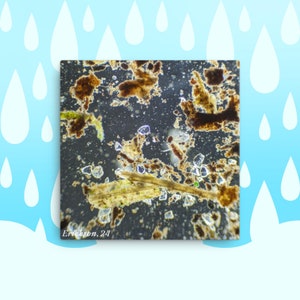 May include: A close-up image of a microscope slide showing a variety of brown and clear particles, with the text "Erickson, 24" in the bottom left corner.