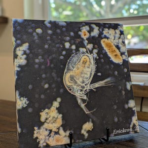 May include: A close-up photograph of a small, transparent crustacean with a dark background. The crustacean is in focus, while the background is blurred. The image is printed on a canvas and has the signature "Erickson, 23" in the bottom right corner.