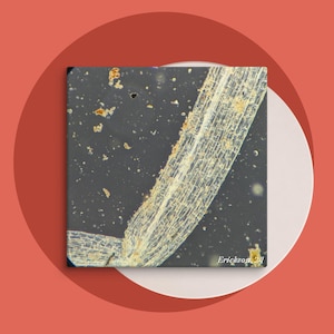 May include: A close-up microscopic image of a plant cell with a dark background. The cell is elongated and has a distinct cell wall. The image is labeled "Erickson '21".